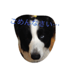 ボーダーコリーのれおくん（個別スタンプ：2）
