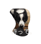 ボーダーコリーのれおくん（個別スタンプ：6）