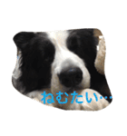 ボーダーコリーのれおくん（個別スタンプ：10）