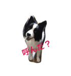 ボーダーコリーのれおくん（個別スタンプ：14）
