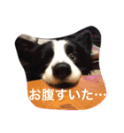 ボーダーコリーのれおくん（個別スタンプ：17）