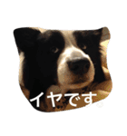 ボーダーコリーのれおくん（個別スタンプ：22）