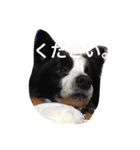 ボーダーコリーのれおくん（個別スタンプ：24）