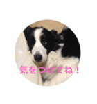ボーダーコリーのれおくん（個別スタンプ：27）