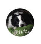 ボーダーコリーのれおくん（個別スタンプ：30）
