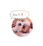 シーズー(Pono)の日常（個別スタンプ：1）