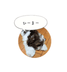 シーズー(Pono)の日常（個別スタンプ：4）