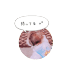 シーズー(Pono)の日常（個別スタンプ：5）