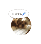 シーズー(Pono)の日常（個別スタンプ：11）
