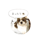 シーズー(Pono)の日常（個別スタンプ：12）