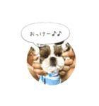 シーズー(Pono)の日常（個別スタンプ：13）