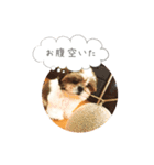 シーズー(Pono)の日常（個別スタンプ：14）
