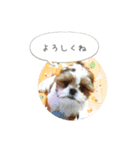 シーズー(Pono)の日常（個別スタンプ：15）