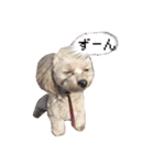 マルプー おもちくん（個別スタンプ：2）