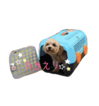 マルプー おもちくん（個別スタンプ：4）