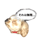 マルプー おもちくん（個別スタンプ：12）