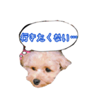 マルプー おもちくん（個別スタンプ：14）