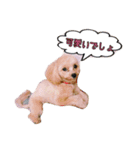 マルプー おもちくん（個別スタンプ：15）