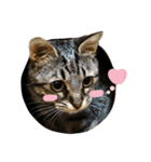 キジトラ きい子（個別スタンプ：4）