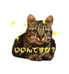 キジトラ きい子（個別スタンプ：5）