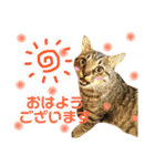 キジトラ きい子（個別スタンプ：7）