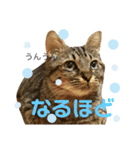 キジトラ きい子（個別スタンプ：8）