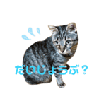 キジトラ きい子（個別スタンプ：10）