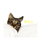 キジトラ きい子（個別スタンプ：11）