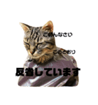 キジトラ きい子（個別スタンプ：13）
