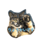 おもしろ あずゅき ねこ（個別スタンプ：1）