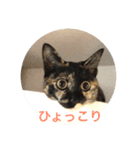 おもしろ あずゅき ねこ（個別スタンプ：4）