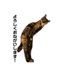おもしろ あずゅき ねこ（個別スタンプ：5）