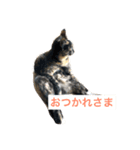 おもしろ あずゅき ねこ（個別スタンプ：6）