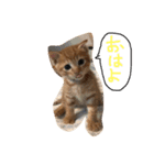 ちゃーたん、チャビ（個別スタンプ：6）