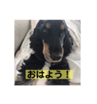 うぃるたんスタンプ（個別スタンプ：4）