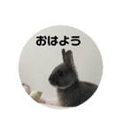 うさぎのレミー①（個別スタンプ：1）
