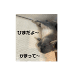 うさぎのレミー①（個別スタンプ：8）