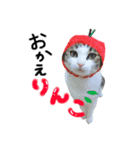 しー cats（個別スタンプ：1）