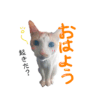 しー cats（個別スタンプ：2）