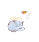 しー cats（個別スタンプ：3）