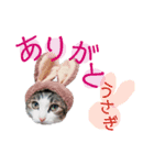 しー cats（個別スタンプ：4）