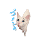 しー cats（個別スタンプ：5）