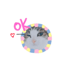 しー cats（個別スタンプ：7）