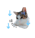 しー cats（個別スタンプ：8）