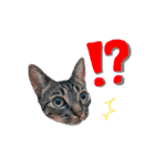 しー cats（個別スタンプ：9）