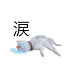 しー cats（個別スタンプ：11）