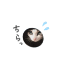 しー cats（個別スタンプ：12）