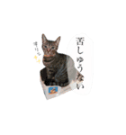 しー cats（個別スタンプ：13）