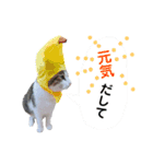 しー cats（個別スタンプ：14）