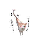 しー cats（個別スタンプ：15）